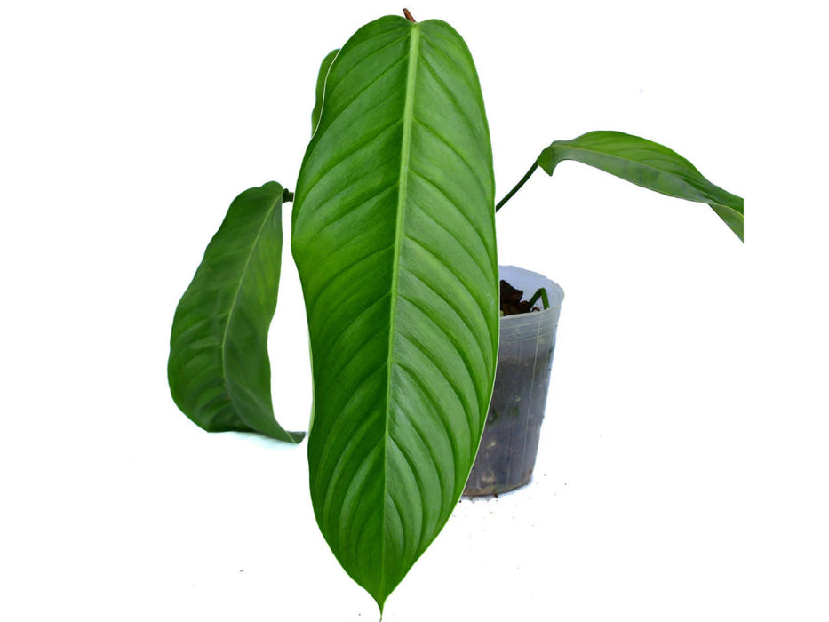 Philodendron fibrillosum