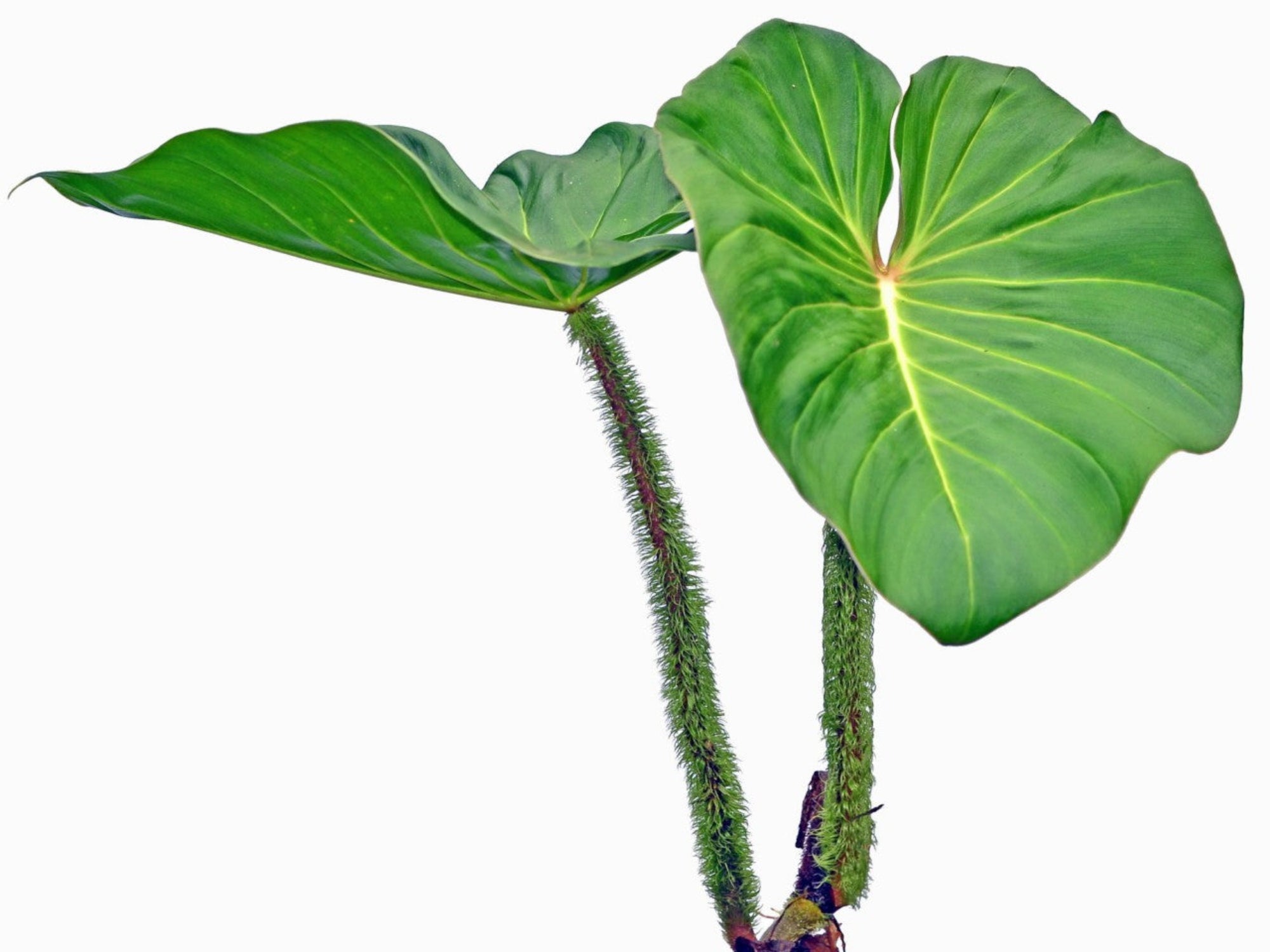 philodendron fibrosum Philodendron fibrosum