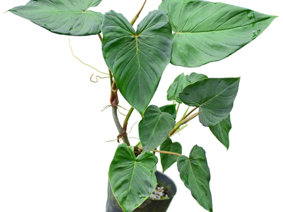 Philodendron fibrosum cf