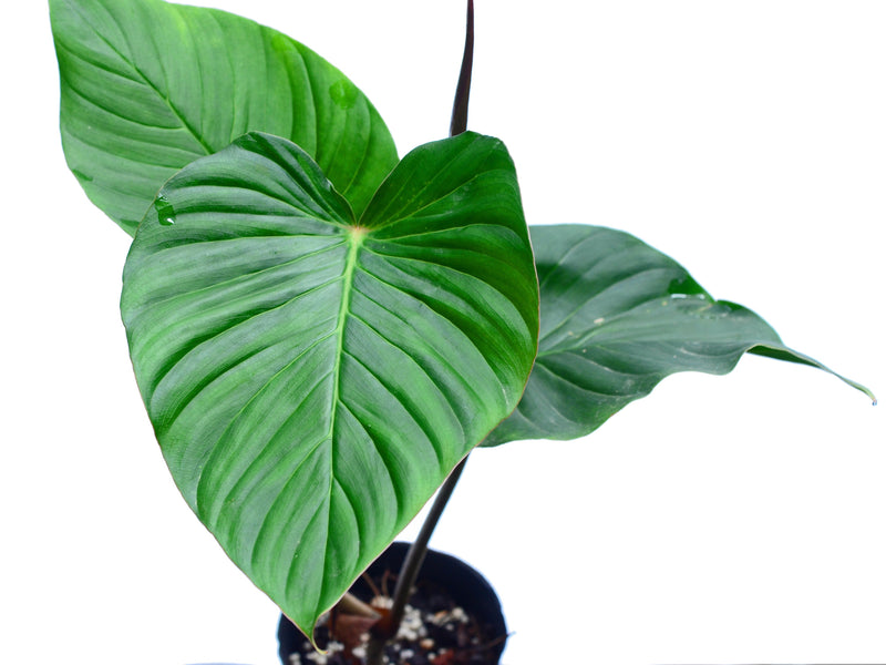 Philodendron fibrosum aff