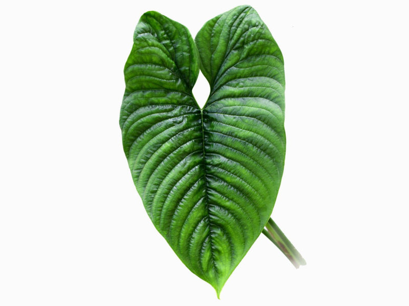 philodendron furcatum care Philodendron furcatum