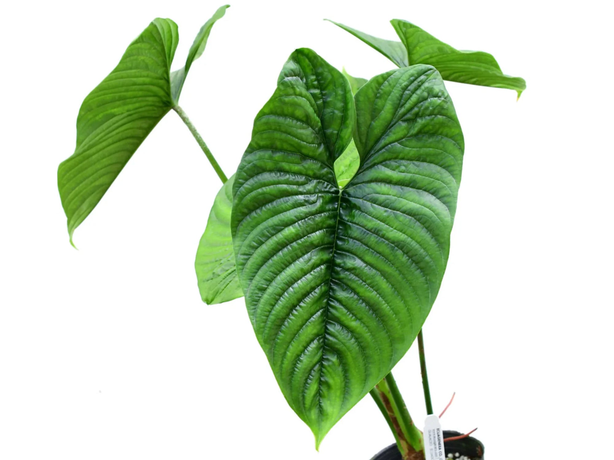 フィロデンドロン　ファルカツム　Philodendron furcatum Philodendron furcatum — Ecuagenera Orquídeas del Ecuador