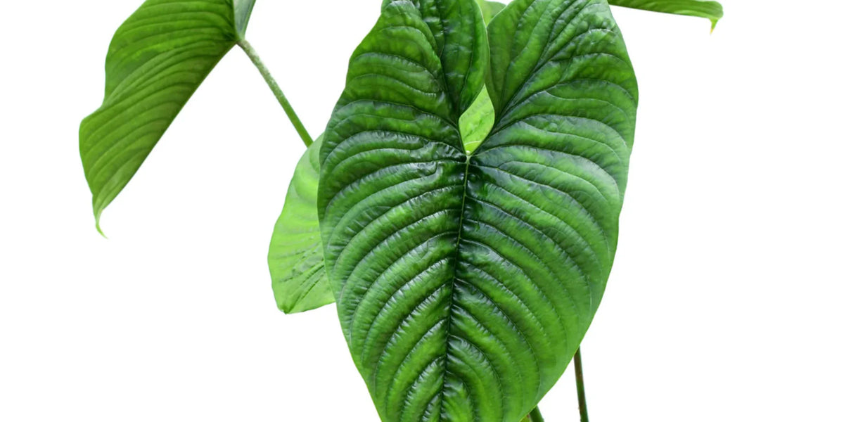 Philodendron furcatum