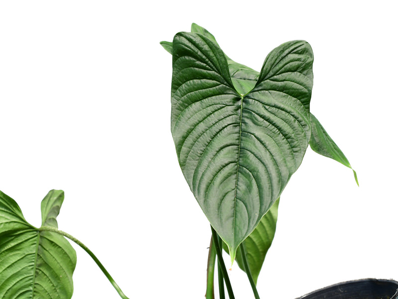 philodendron furcatum for sale Philodendron furcatum (medium)