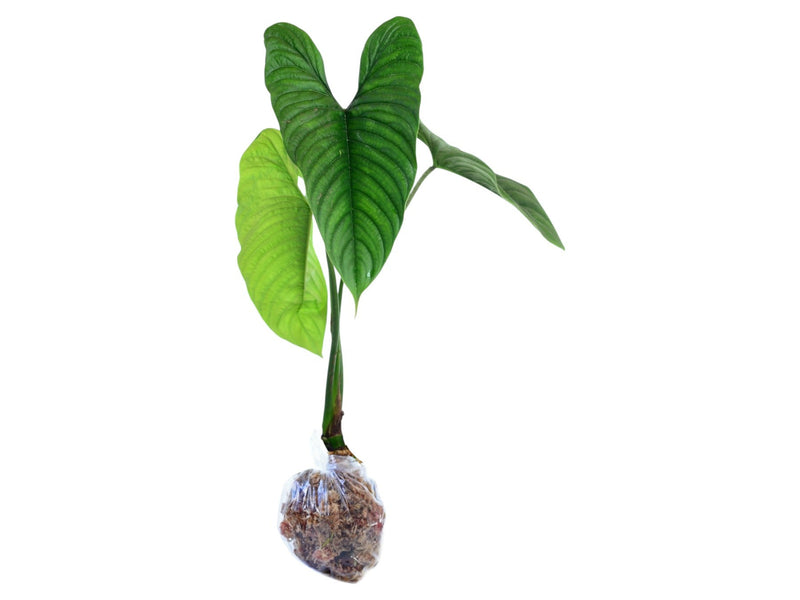 Philodendron furcatum