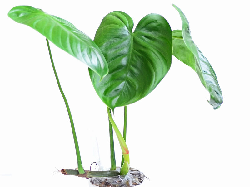 philodendron gardenista Philodendron gardeniodorum cf