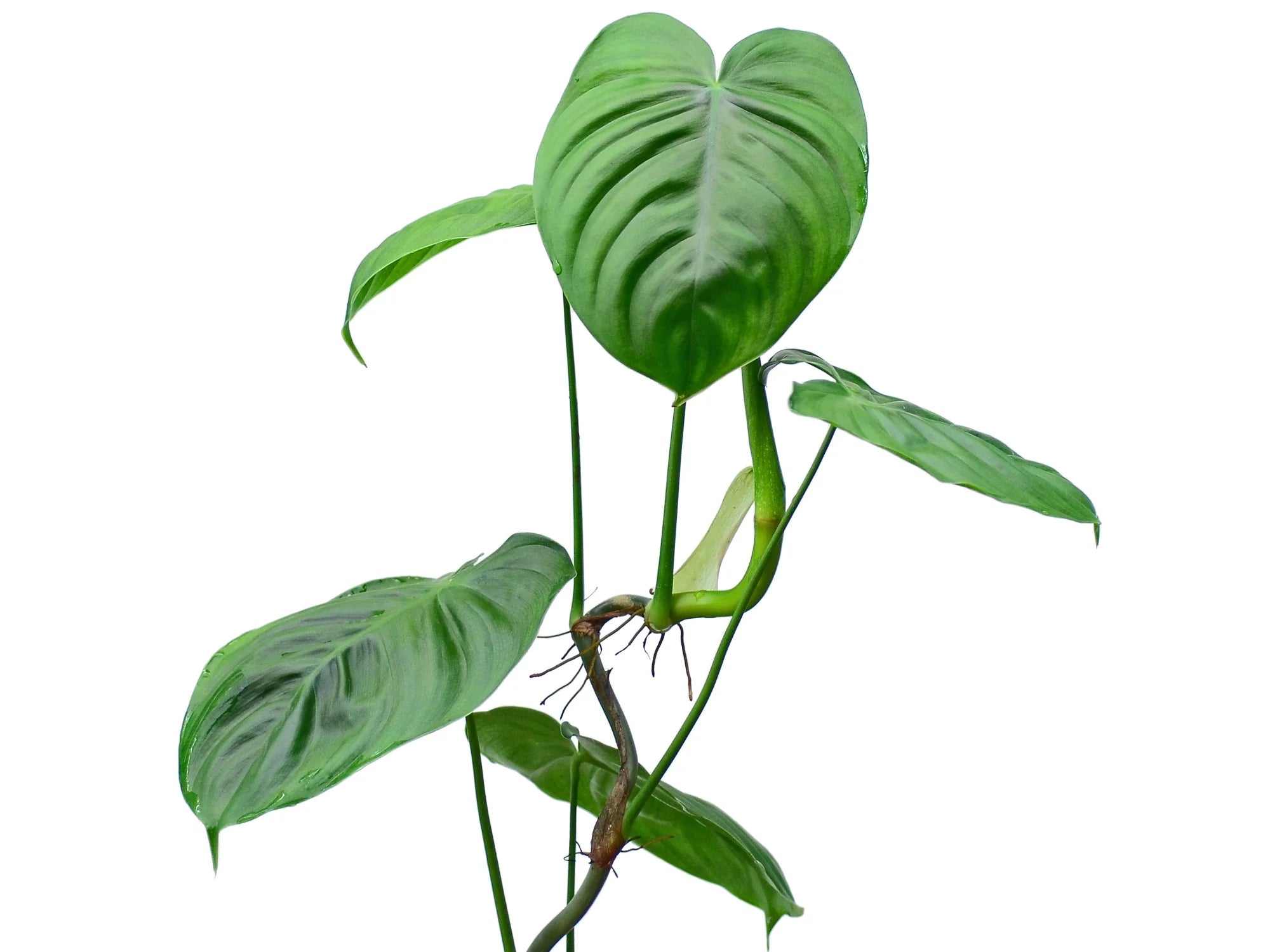 philodendron gardeniodorum aff Philodendron gardeniodorum cf