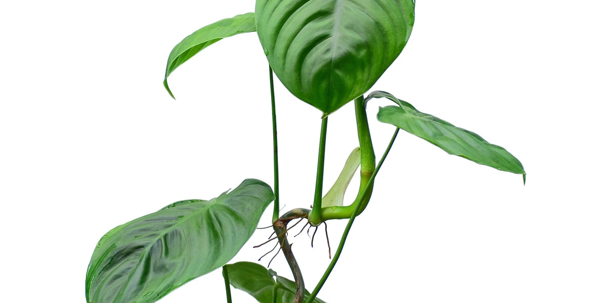 dehner philodendron Philodendron gardeniodorum cf — Ecuagenera Orquídeas del Ecuador