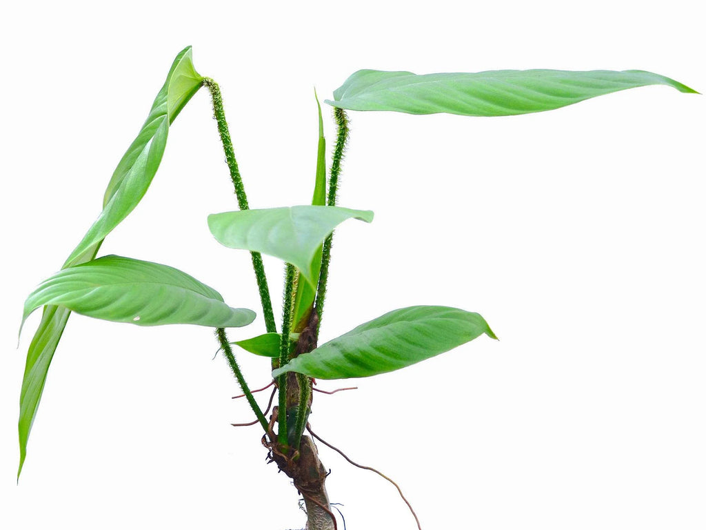 philodendron genevievianum Philodendron genevieveanum — Ecuagenera Orquídeas del Ecuador