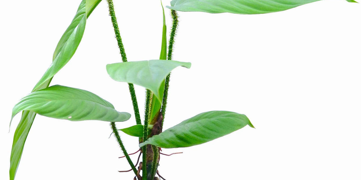 philodendron genevievianum for sale Philodendron genevieveanum — Ecuagenera Orquídeas del Ecuador
