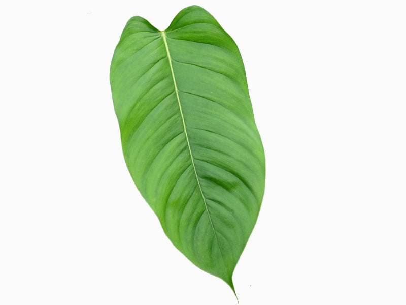 philodendron genevieve Philodendron genevieveanum — Ecuagenera Orquídeas del Ecuador