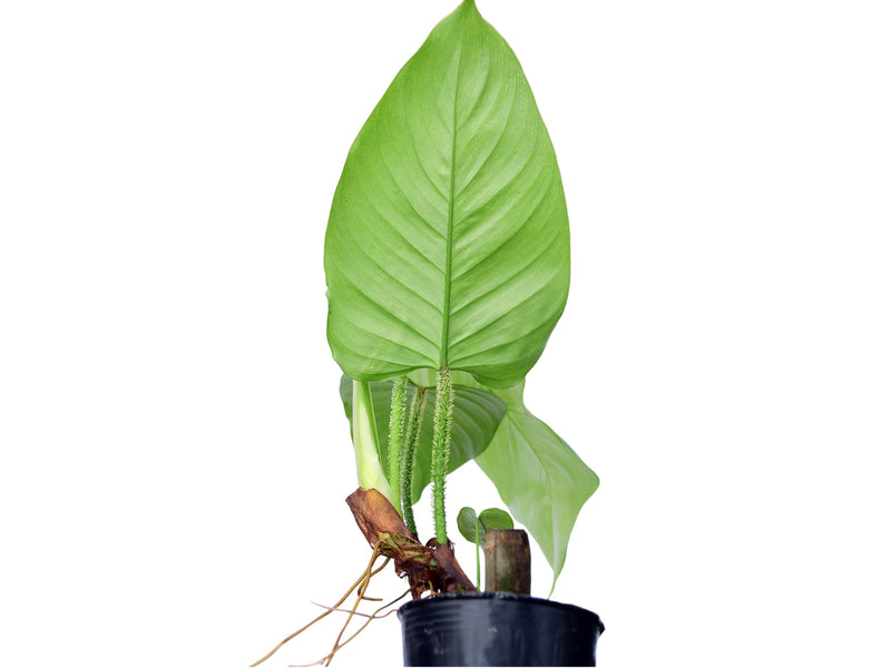 philodendron genevieve Philodendron genevieveanum