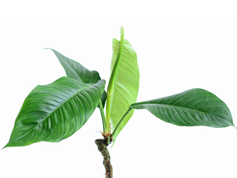 philodendron geniculatum Philodendron geniculatum