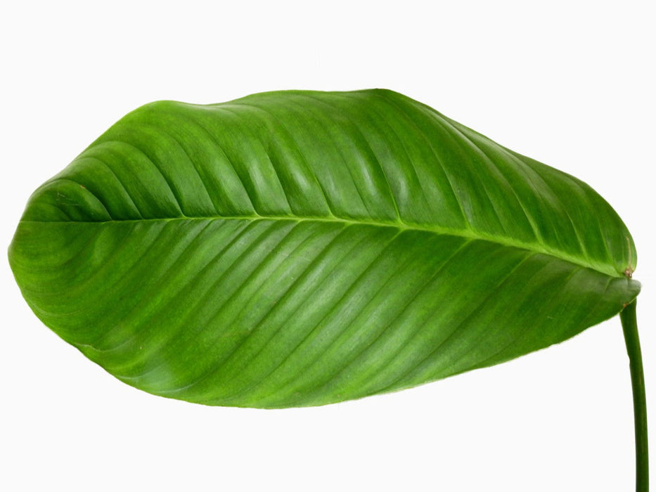 Philodendron geniculatum