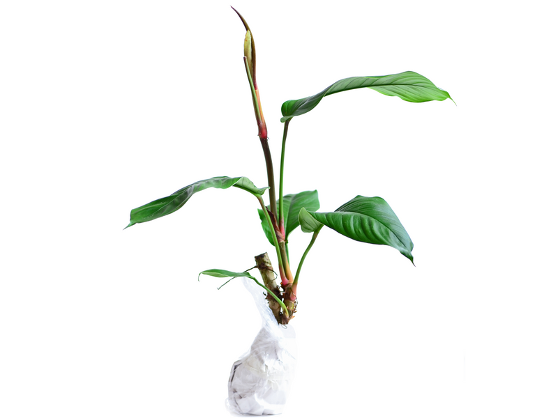 Philodendron geniculatum