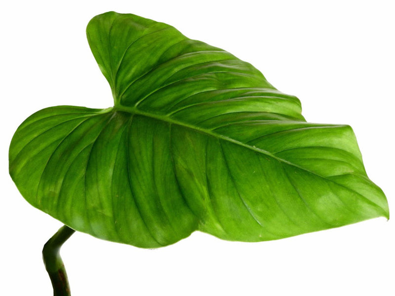 philodendron giganteum mature Philodendron giganteum — Ecuagenera Orquídeas del Ecuador