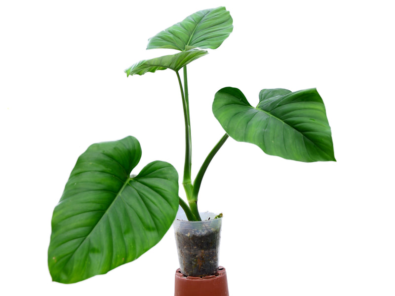 philodendron giganteum Philodendron giganteum — Ecuagenera Orquídeas del Ecuador