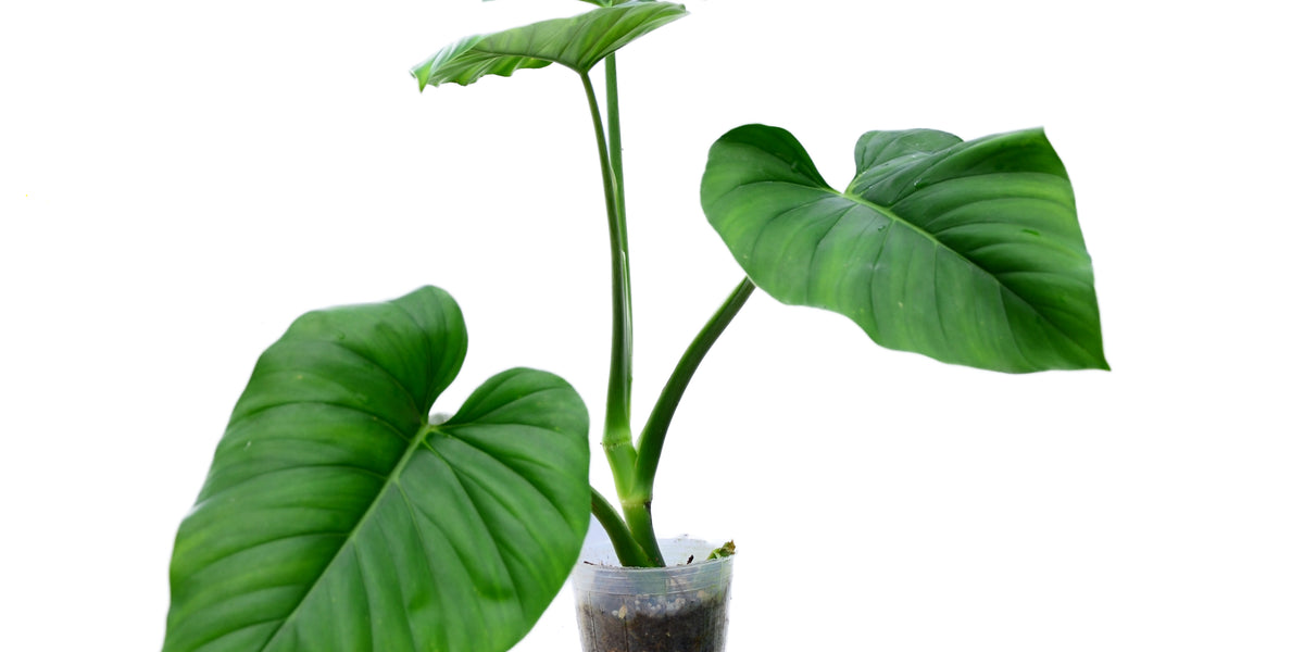 philodendron giganteum Philodendron giganteum