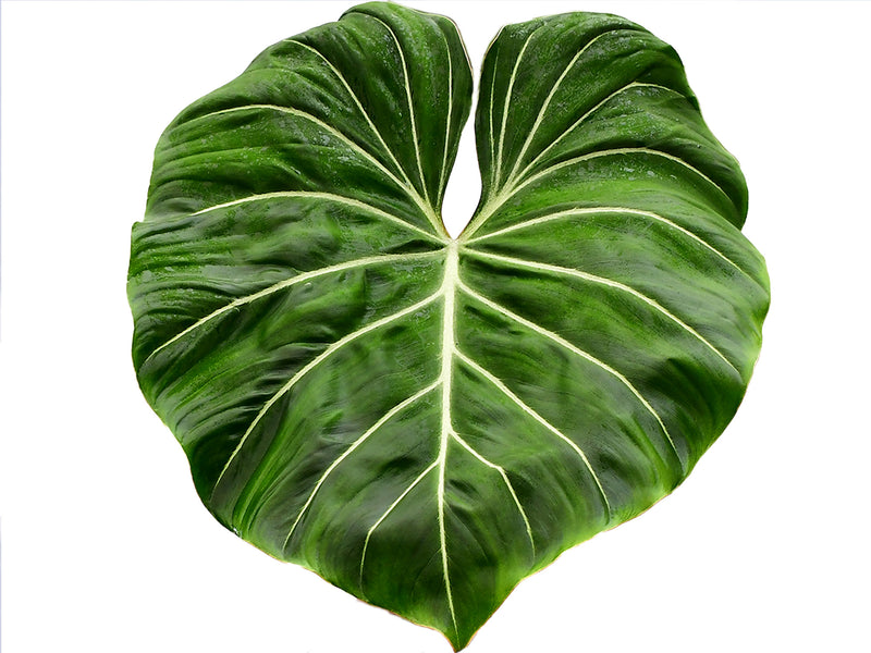 Philodendron gloriosum 'Big'