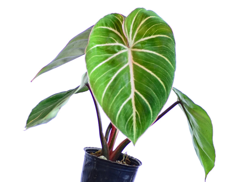 philodendron gloriosum nz Philodendron gloriosum (medium)
