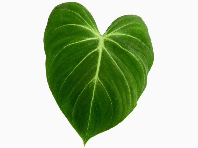 philodendron gloriosum for sale usa Philodendron gloriosum verde (medium) — Ecuagenera Orquídeas del Ecuador
