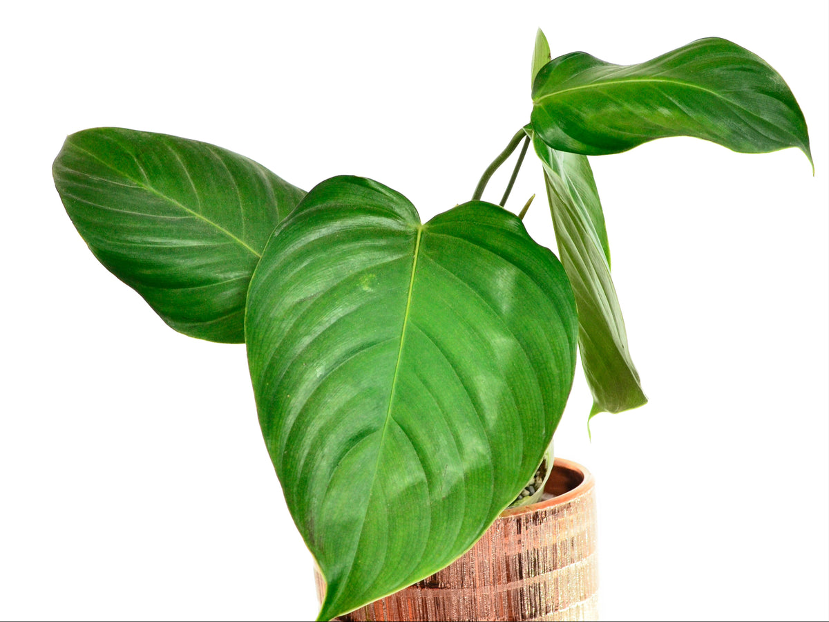 philodendron grand brazil Philodendron grandipes — Ecuagenera Orquídeas del Ecuador