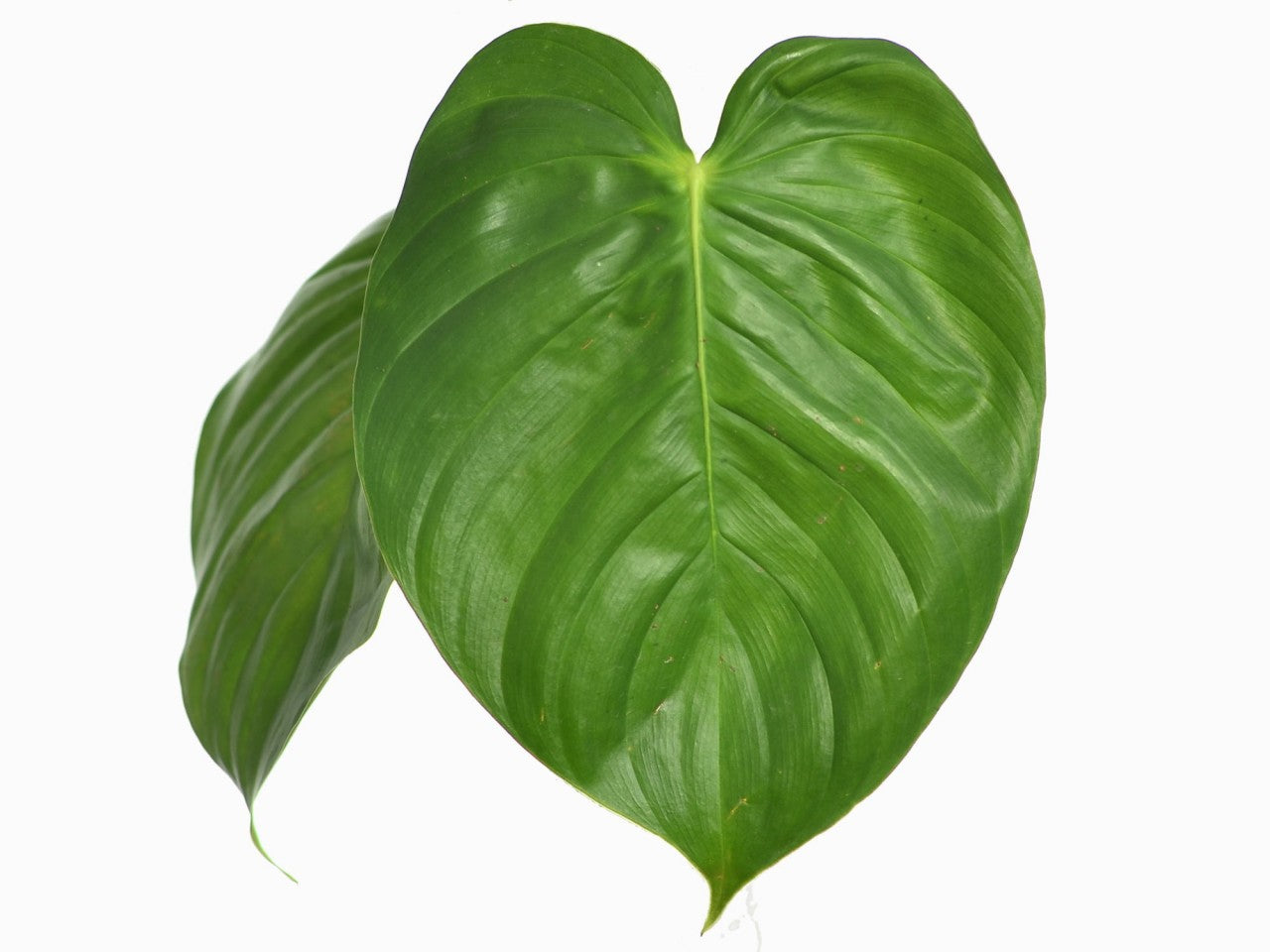 Philodendron grandipes — Ecuagenera Orquídeas del Ecuador