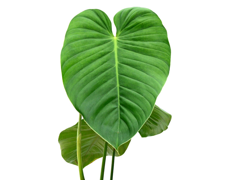 philodendron gribianum Philodendron gribianum 'San Rafael'
