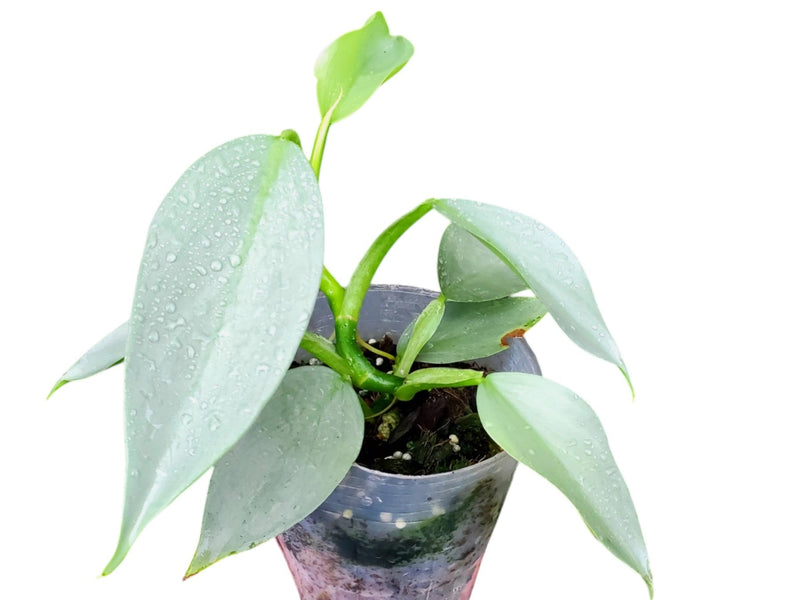 silver philodendron Philodendron hastatum Silver Sword