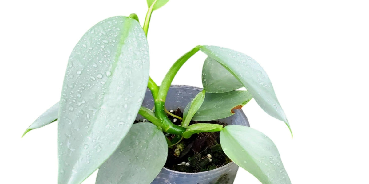 Philodendron Hastatum | Silver Sword | 4