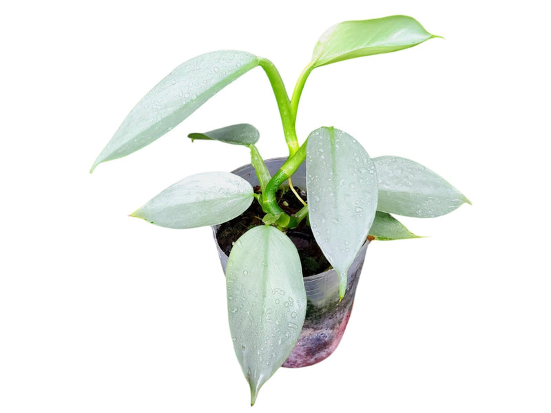 Philodendron hastatum Silver Sword