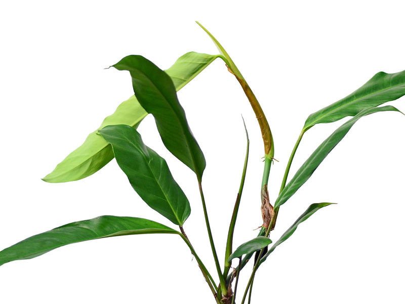 Philodendron hebetatum