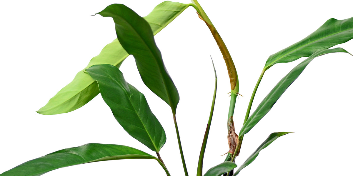 philodendron hebetatum Philodendron hebetatum — Ecuagenera Orquídeas del Ecuador