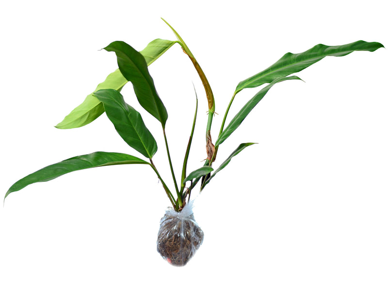 Philodendron hebetatum