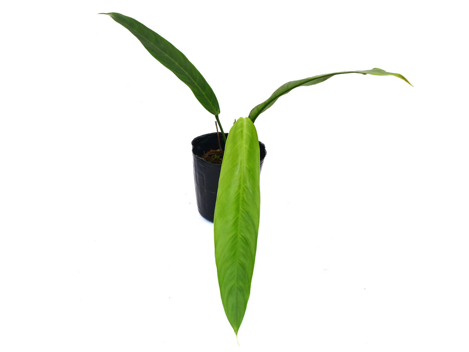 Philodendron hebetatum #1