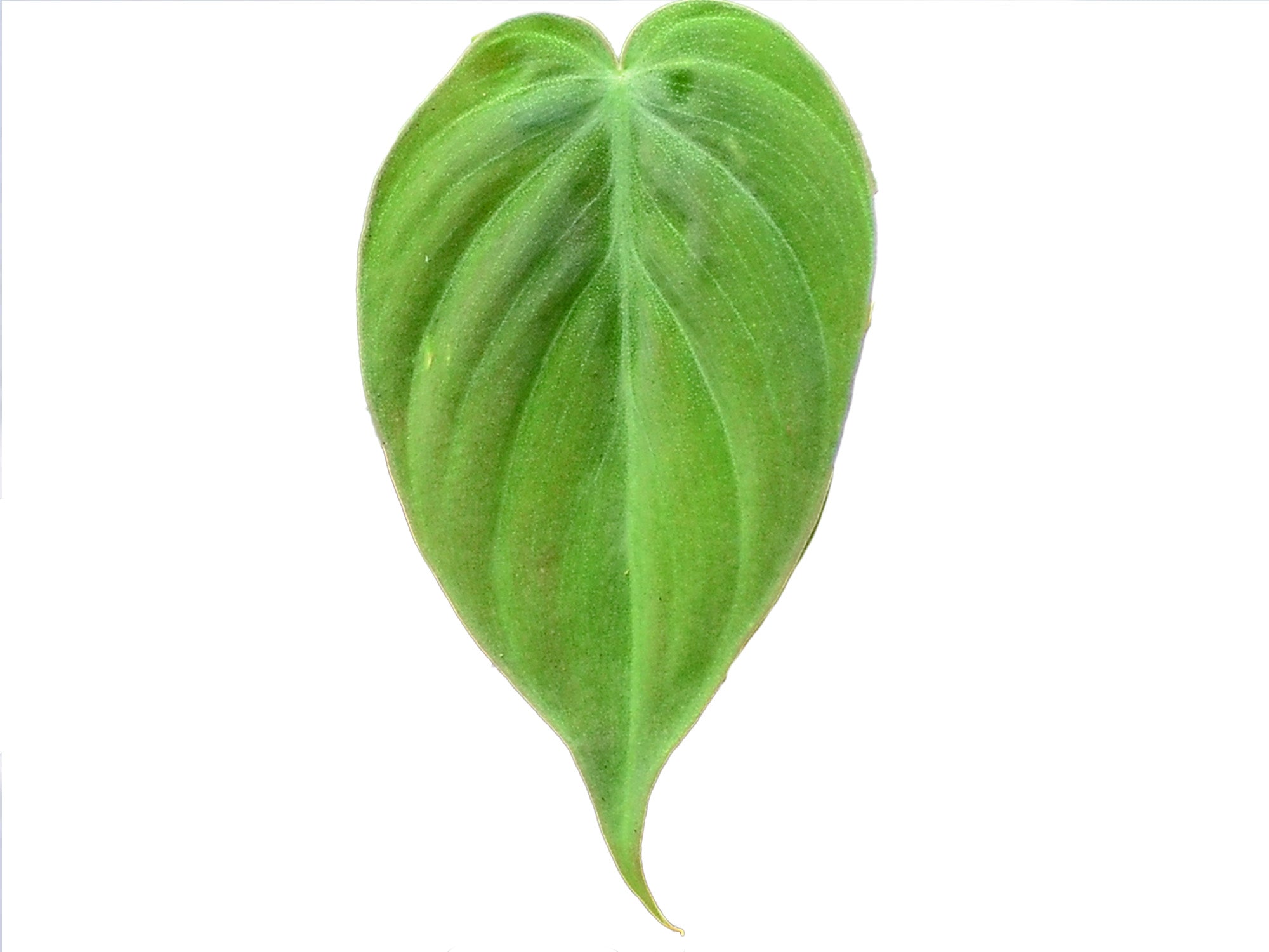Philodendron hederaceum var aka micans