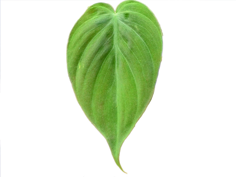 Philodendron hederaceum var aka micans