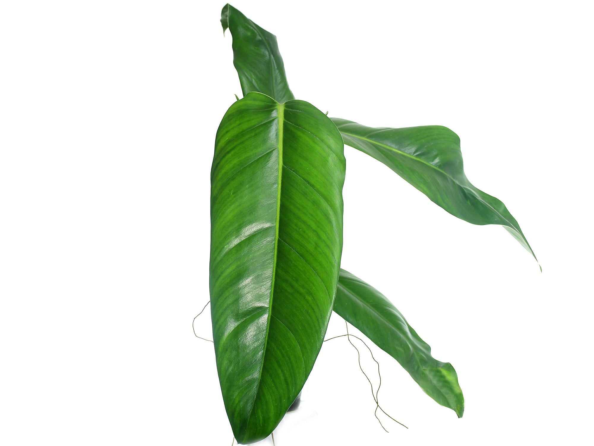 philodendron heleniae Philodendron heleniae subsp. heleniae