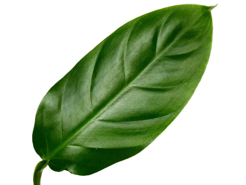 philodendron heleniae Philodendron heleniae subsp. amazonense — Ecuagenera Orquídeas del Ecuador