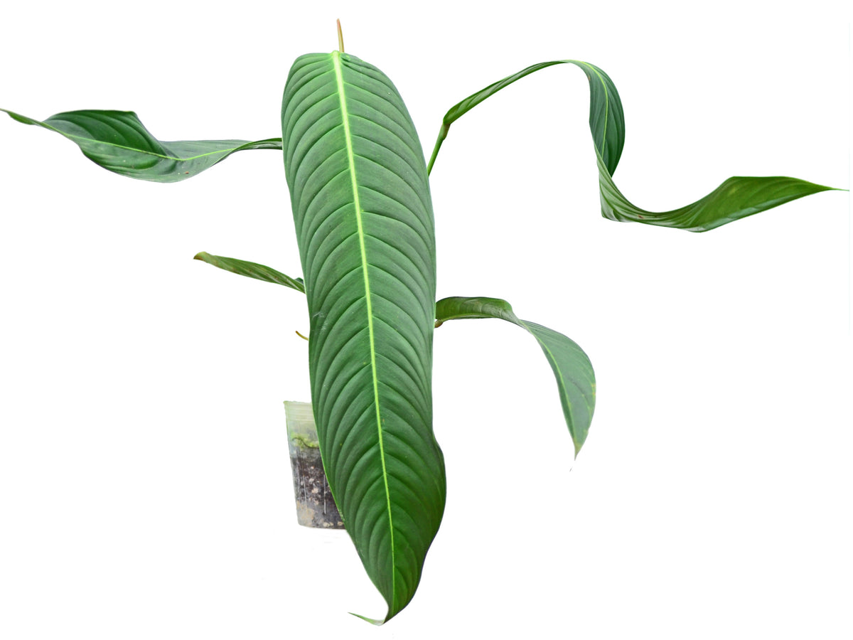 Philodendron heterocraspedon (medium) — Ecuagenera Orquídeas del