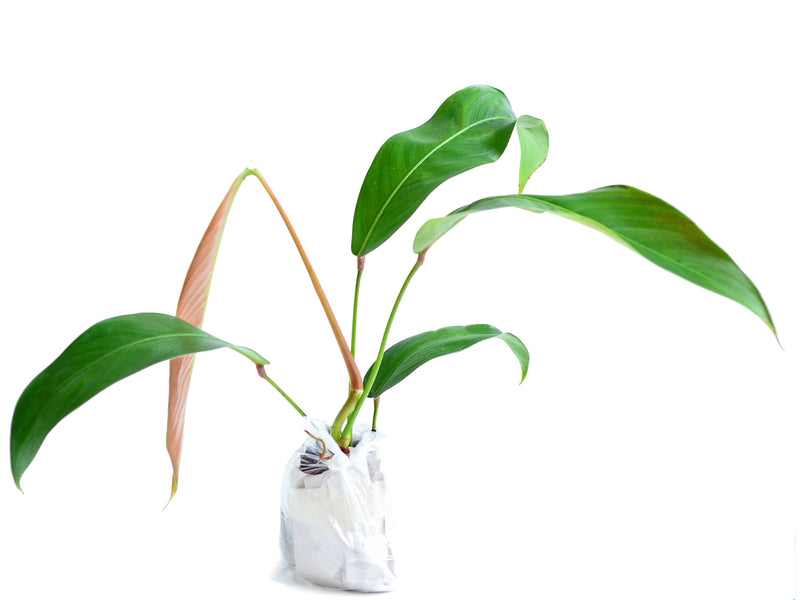 philodendron heterocraspedon for sale Philodendron heterocraspedon (medium) — Ecuagenera Orquídeas del Ecuador