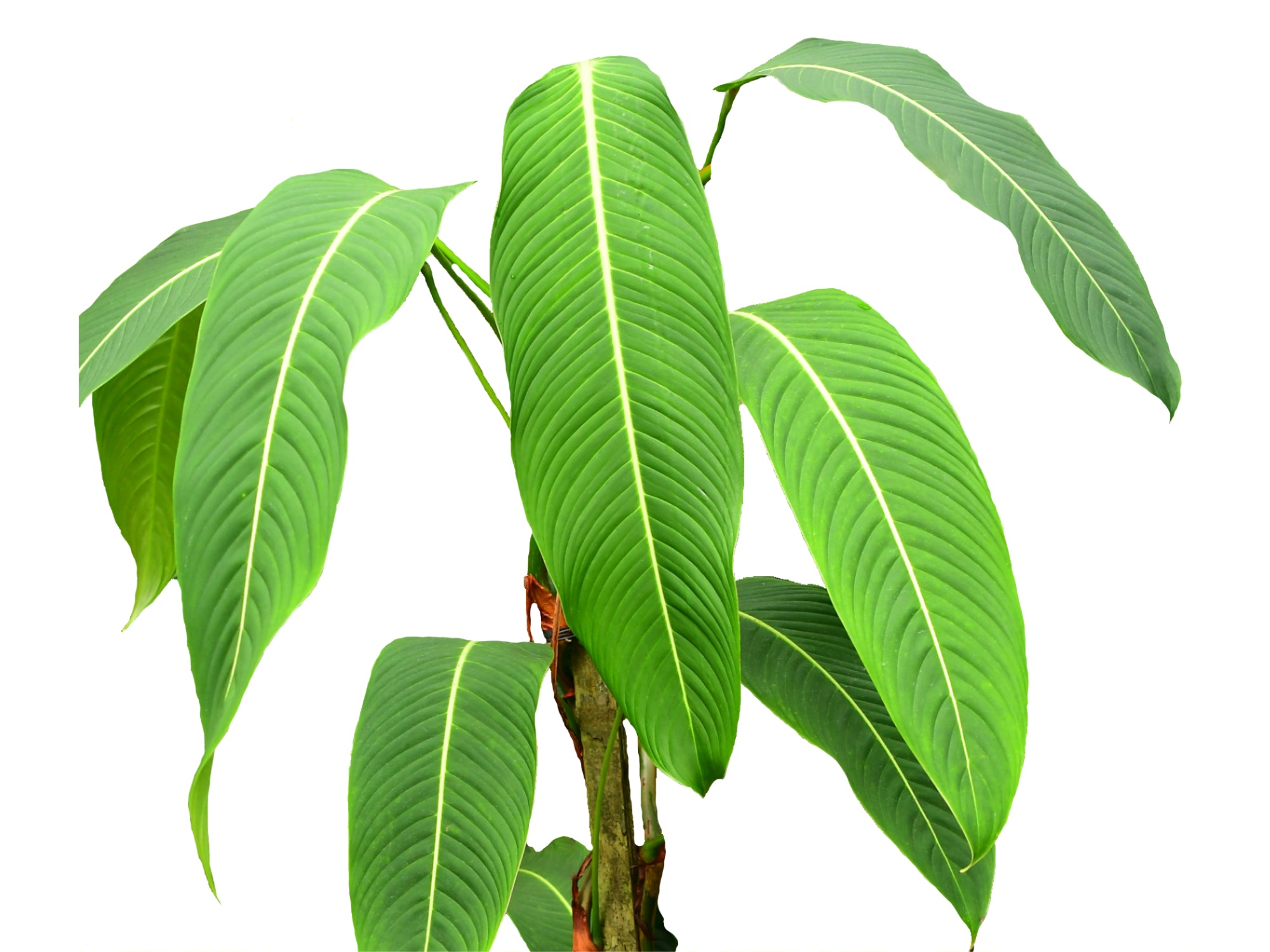 Philodendron heterocraspedon　フィロデンドロン Philodendron heterocraspedon — Ecuagenera Orquídeas del Ecuador