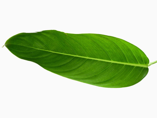 philodendron heterocraspedon care Philodendron heterocraspedon