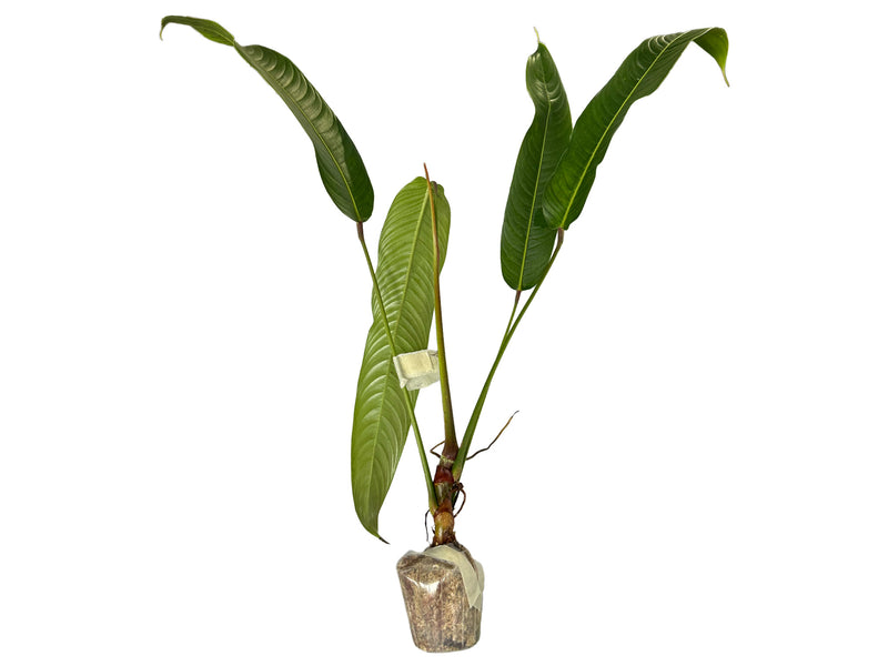 philodendron heterocraspedon mature Philodendron heterocraspedon
