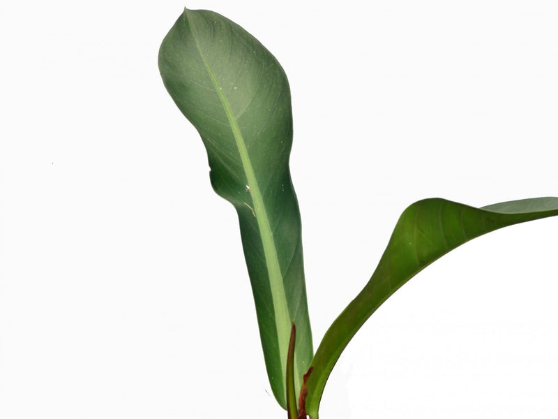 philodendron insigne Philodendron insigne