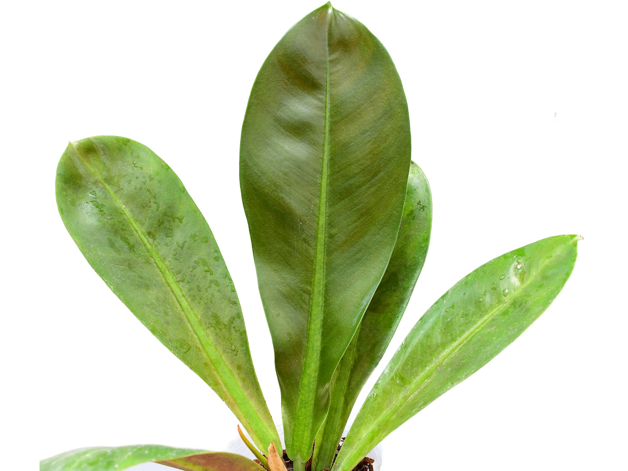 philodendron purple leaves Philodendron insigne purple — Ecuagenera Orquídeas del Ecuador