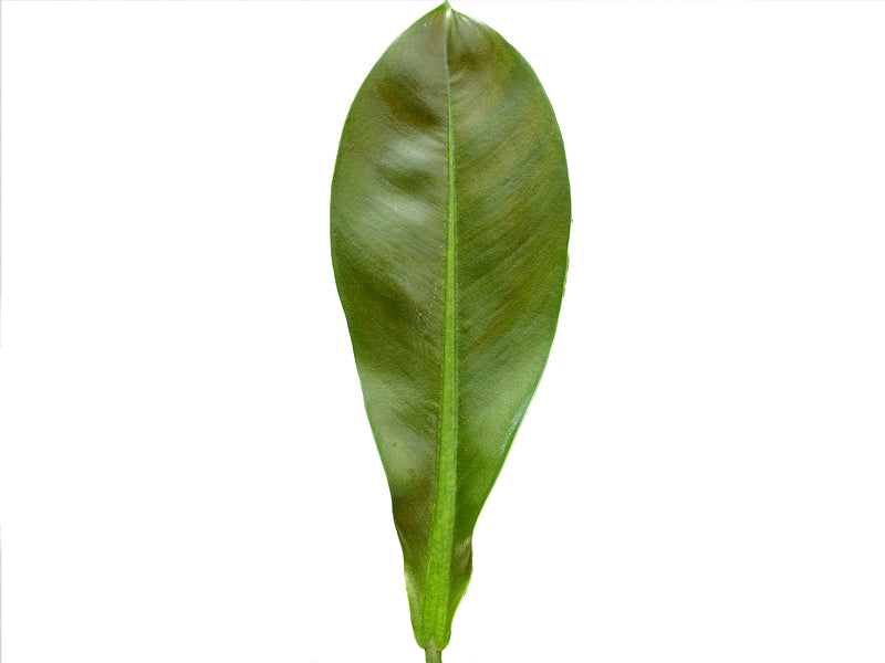 philodendron purple leaves Philodendron insigne purple — Ecuagenera Orquídeas del Ecuador
