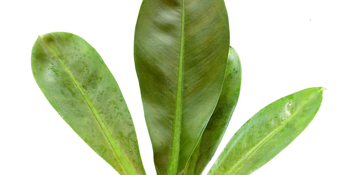 philodendron insigne purple Philodendron insigne purple