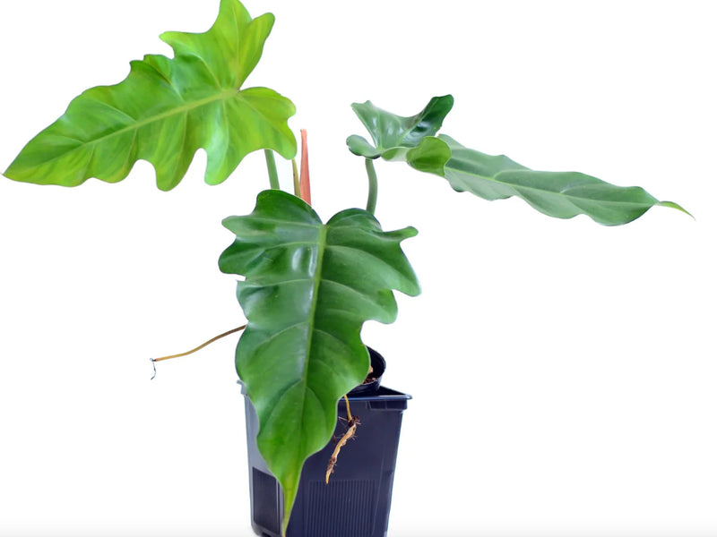 evergrace philodendron Philodendron lacerum aff