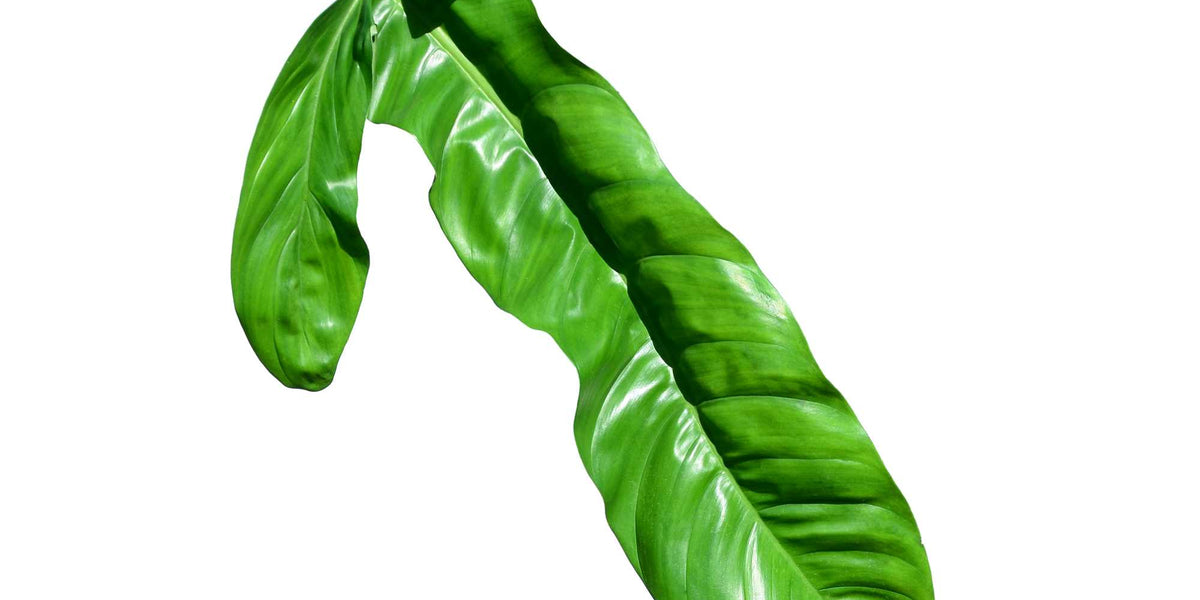 philodendron lapoanum Philodendron lapoanum